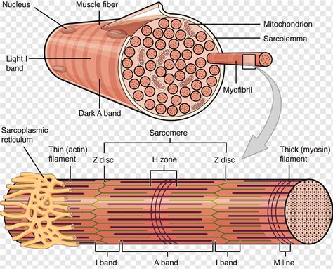 Skeletal Muscle Myocyte Cell Muscle Fascicle Muscle Anatomy Angle