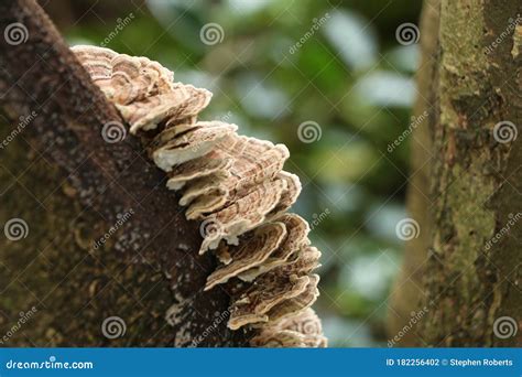 Layers Of Fungus Clinging To The Outside Of A Tree Stock Photo Image