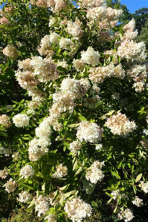 34 White Flowering Trees In Spring Progardentips