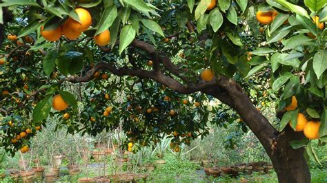 How To Select Fruit Trees 5 Factors Mehrabyan Nursery