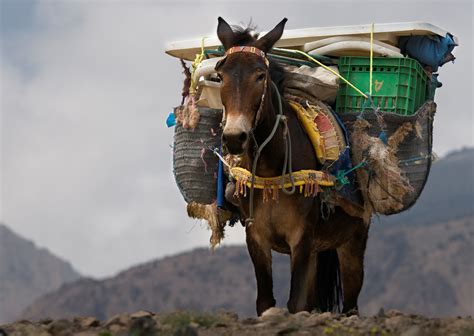 4k Donkey Wallpapers High Quality Download Free