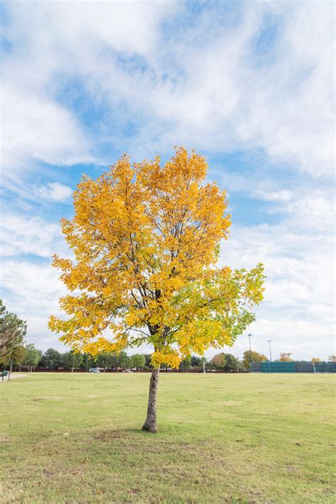 Cedar Elm Trees For Sale Online The Tree Center