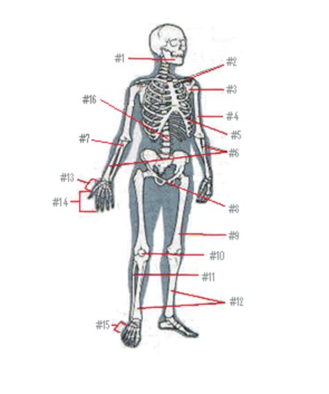 Bio 101 Lab Practical Upper Body Skeletal System Diagram Quizlet