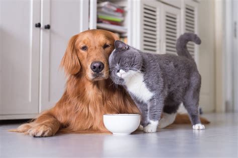 7 Simple Tips To Pet Sitting A Dog And A Cat
