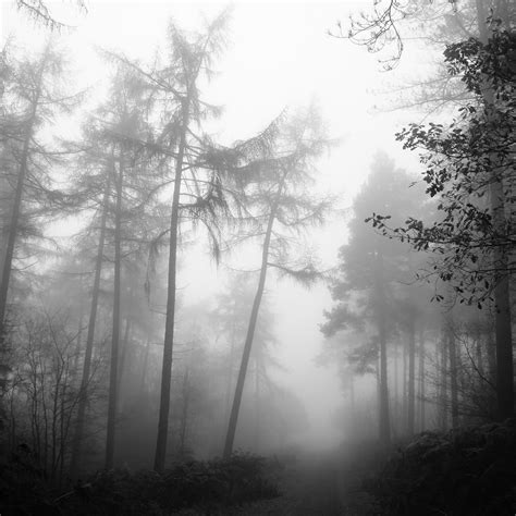 무료 이미지 나무 숲 분기 검정색과 흰색 햇빛 아침 분위기 유령 같은 흐린 가을 날씨 어둠 단색화