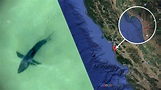 Great White Sharks Spotted Off California’s Half Moon Bay, Sparking Warning