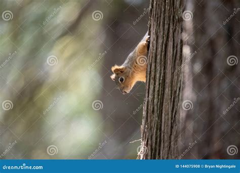 Curious Squirrel Checking Out The Scene Stock Photo Image Of Nature