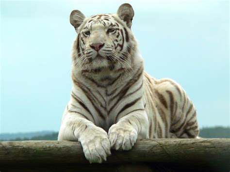 White Tiger Tigerclan Photo 34588221 Fanpop