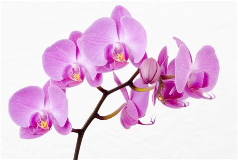How Long Do Orchids Live Growing Indoors