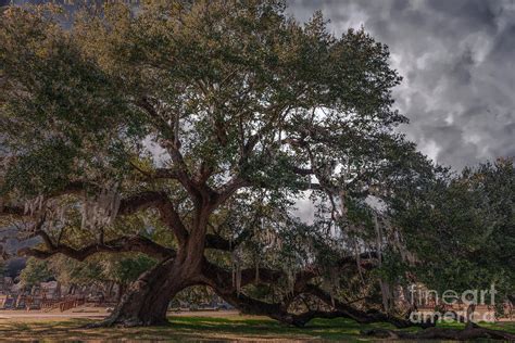 Live Oak Stretching Its Limbs Photograph By Dale Powell Fine Art America
