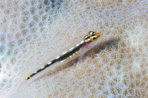 Striped Pygmygoby Mark Rosenstein Flickr