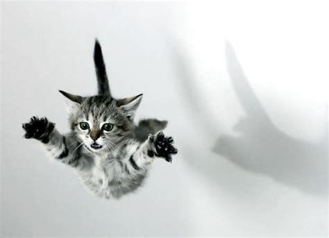 Cats In Mid Air Photo