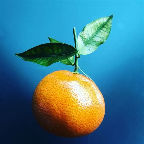 Orange Fruit Photos Télécharger Des Images Gratuites Sur Unsplash