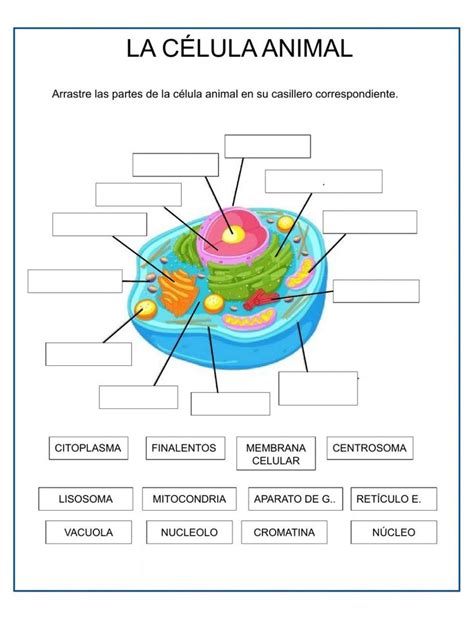 The Structure Of An Animal Cell In Spanish