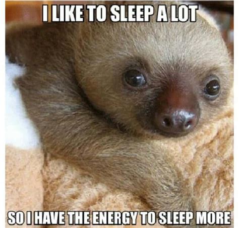 Download Funny Sloth Sleep Meme Picture