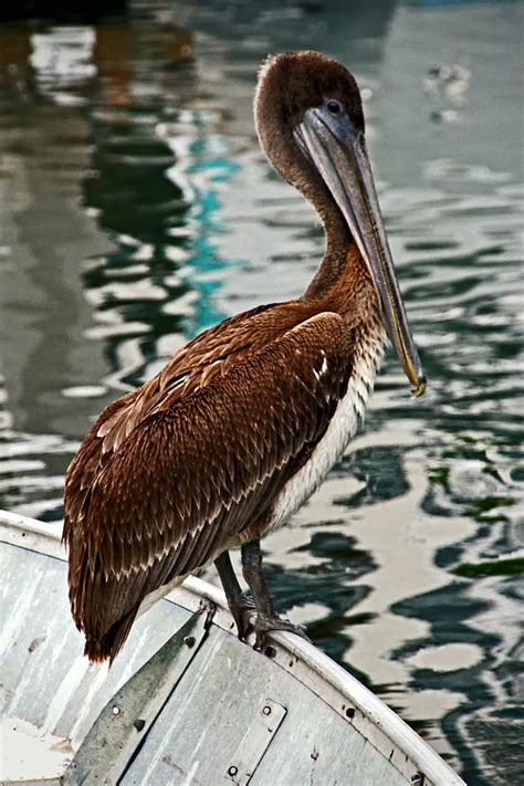 Peaceful Pelican Place Photograph By Donna Pagakis Fine Art America