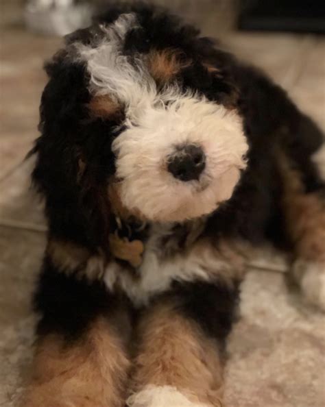 I see you're in md so wouldn't be too far for you. Bernedoodle Puppies - Prize Poodles and Doodles