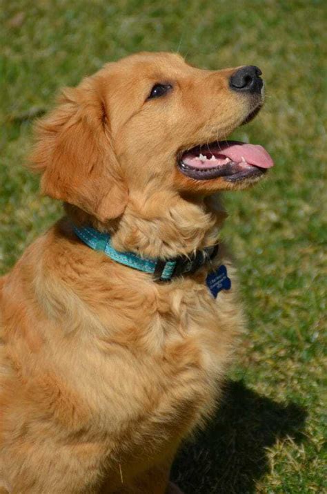Golden Retriever Dog Breed Information 14 Things To Know Your Dog