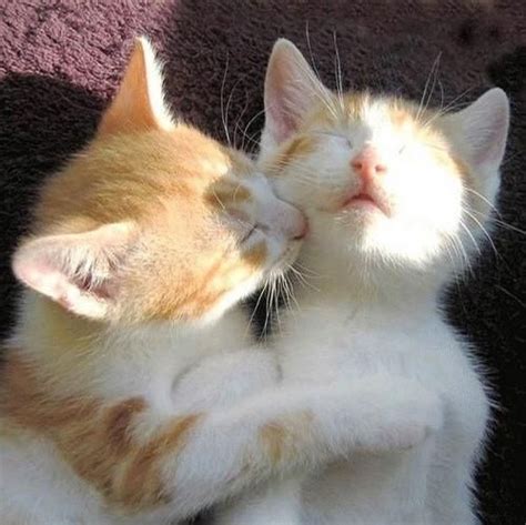 Cat Kiss By Celineq Via Flickr Pretty Cats Cute Baby Cats Cute Cats