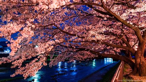 Japanese Cherry Blossom Desktop Wallpapers Desktop Background