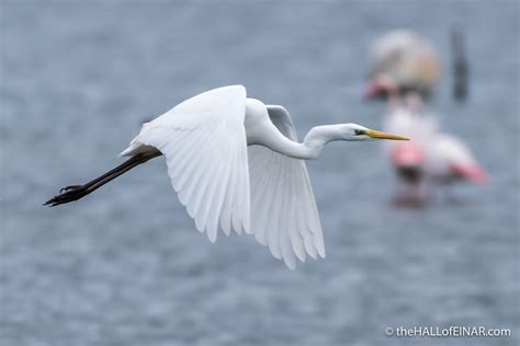 Great White Egret The Hall Of Einar