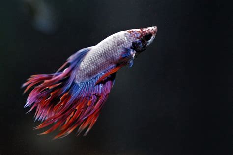 Betta Fish Fin Rot Symptoms Causes And Treatment Keeping Fish