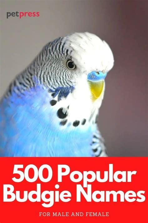 500 Most Popular Names For Budgies For Boys And Girls Petpress