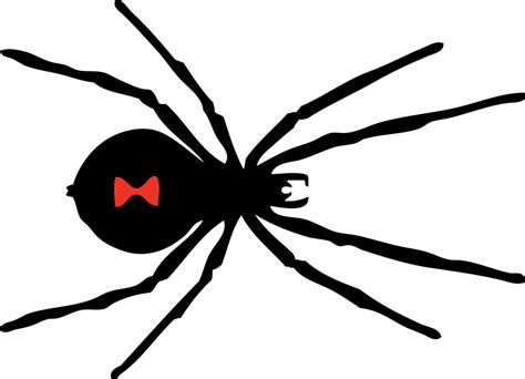 Spider Free Stock Photo Illustration Of A Black Widow Spider 11264