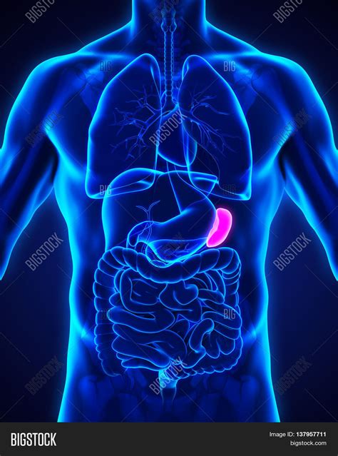 Human Spleen Anatomy Image And Photo Free Trial Bigstock