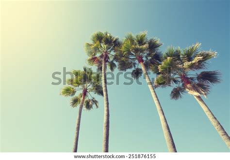 California Palm Trees Vintage Style Stock Photo Edit Now 251876155