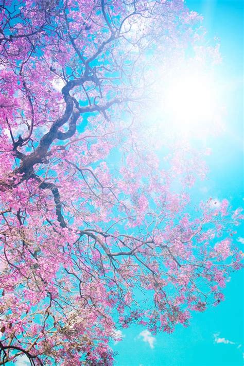 いろいろ 壁紙桜 これらの画像を検索してダウンロード