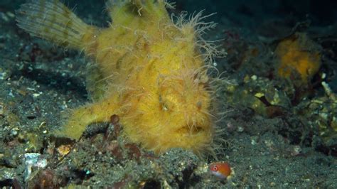 The Hairy Frogfish Bites Faster Than You Can Blink Youtube