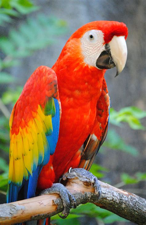 Parrot Pet Birds Macaw Parrot Parrot