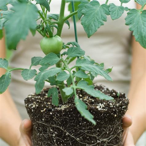 Tomato Plants For Sale