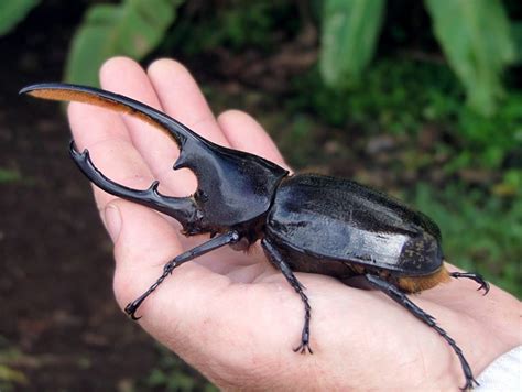 Rhinoceros Beetles Harmless To Humans But Devastating To Some Crops