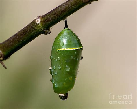 Monarch Butterfly Pupa Photograph By Christopher Thumm Pixels