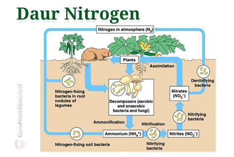Biologi Kelas Tahap Siklus Nitrogen Pada Tanah Beserta Penjelasannya