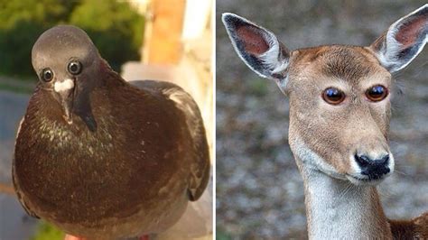22 Funny Pictures Of Animals With Alternative Eye