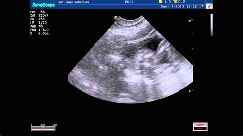 38 Excited Dog Pregnant Ultrasound Picture Ukbleumoonproductions