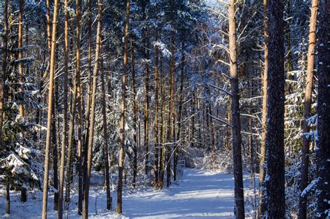 Free Images Tree Nature Wilderness Branch Cold Sunlight Frost