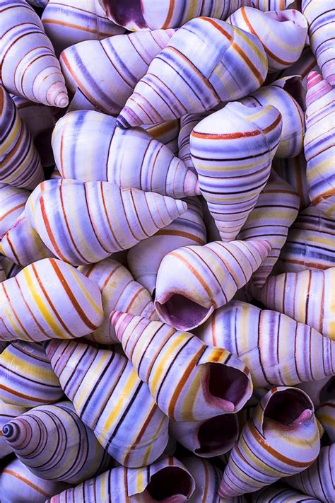 Spiral Sea Shells Photograph By Garry Gay Pixels