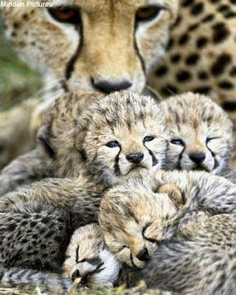 17 Best Images About Big Cats On Pinterest Jaguar Mountain Lion And