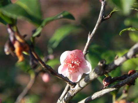 Tea Camellia Nature Photo Gallery