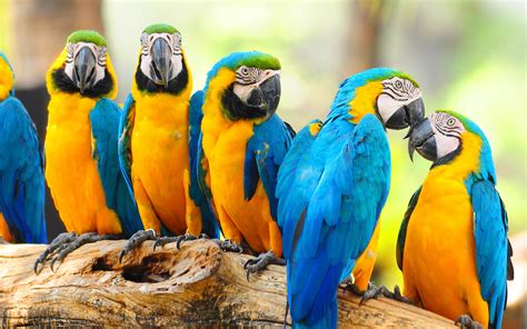Lovely Macaw Parrot Wallpaper 2880x1800 13728