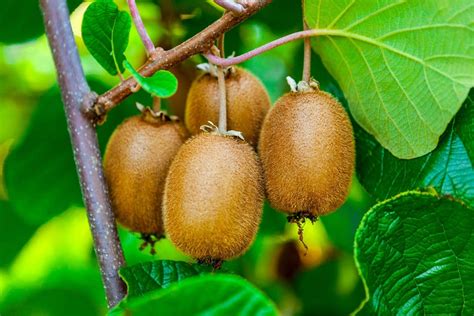 Hvordan Plante Kiwi De Beste Tipsene Og Triksene Jardineria On