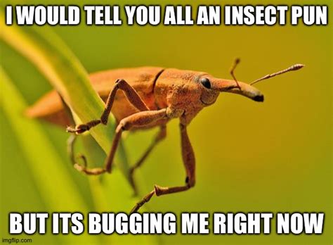 Happy Insect Imgflip
