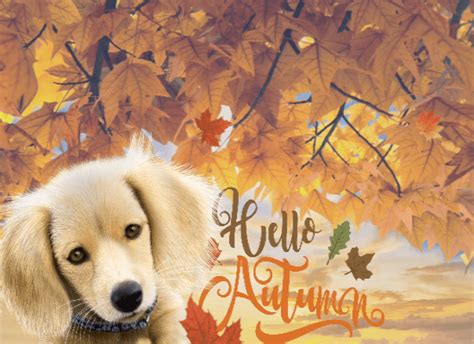 A Cute And Nice Autumn Card For You Free Happy Autumn Ecards 123