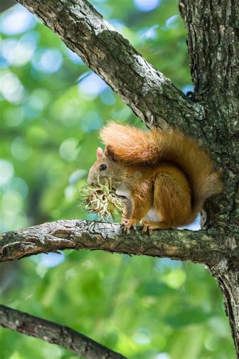 Squirrel Eat Hazelnut Sitting Stock Photo Image Of European Green