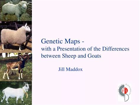 Ppt Genetic Maps With A Presentation Of The Differences Between