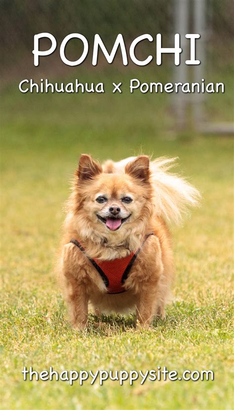 Discount99.us has been visited by 1m+ users in the past month Pomchi - A Guide To The Pomeranian Chihuahua Mix